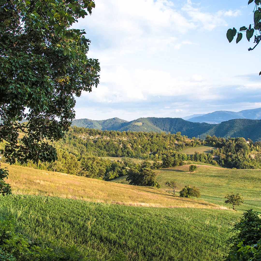 paesaggio naturale a Riccione con prato e alberi